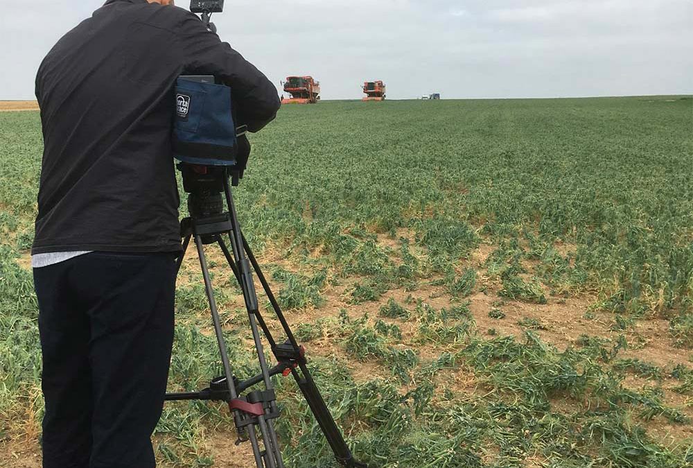 Un chantier de pois Picardie Récoltes au JT de TF1