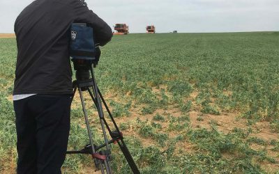 Un chantier de pois Picardie Récoltes au JT de TF1